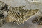 Triple Erbenochile Trilobite Association - Foum Zguid, Morocco #381177-13